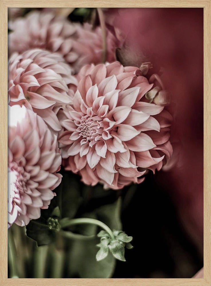 Blushing Petals | Poster