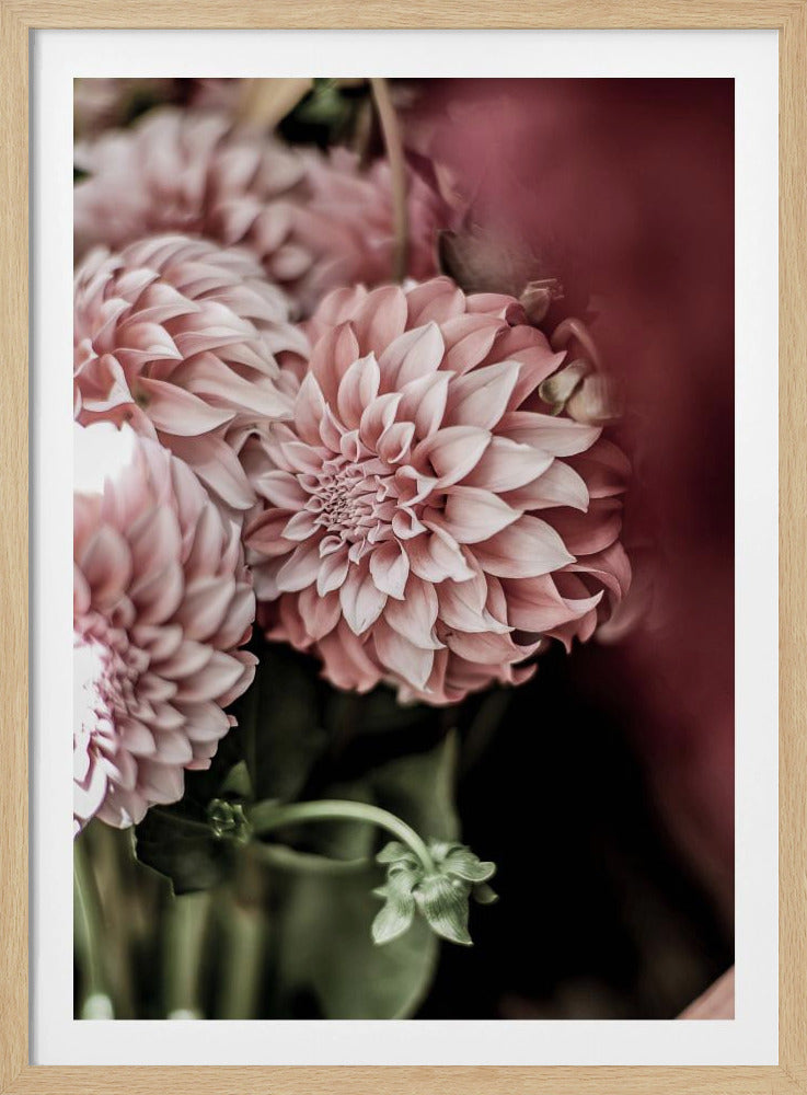 Blushing Petals | Poster