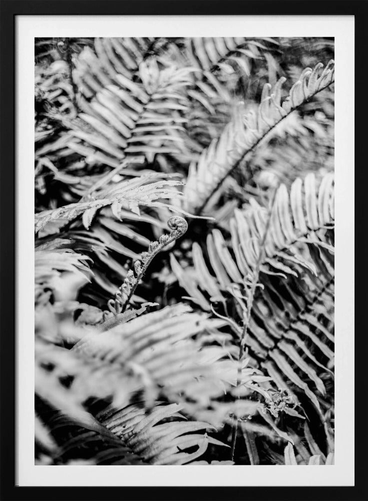 Whispering Ferns | Poster