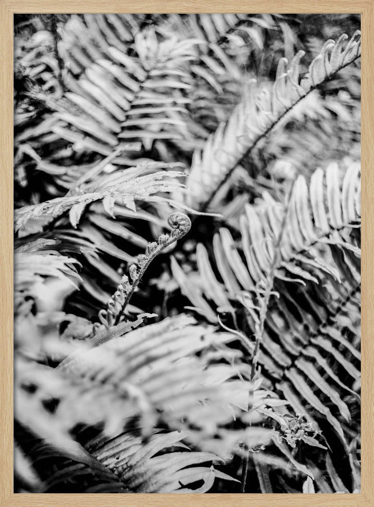 Whispering Ferns | Poster