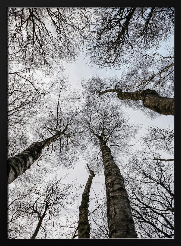 Winter&#039;s Embrace | Poster