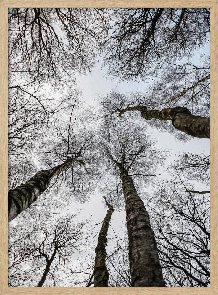 Winter&#039;s Embrace | Poster