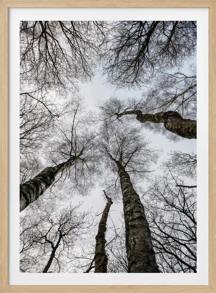 Winter&#039;s Embrace | Poster