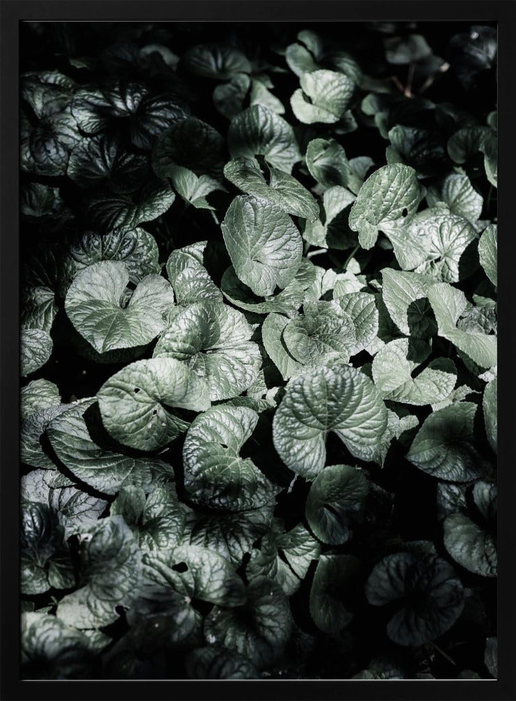 Leafy Shadows | Poster