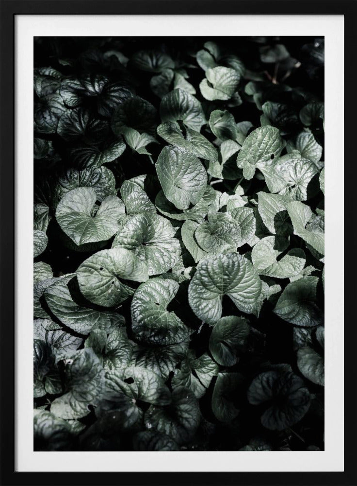 Leafy Shadows | Poster