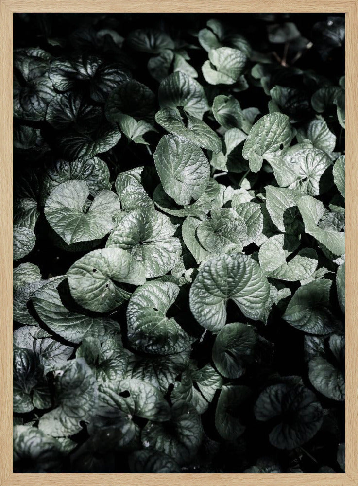 Leafy Shadows | Poster