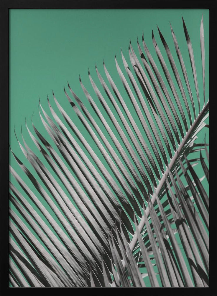 Palm Serenity | Poster