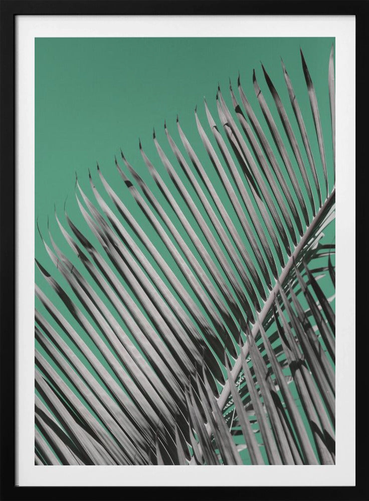Palm Serenity | Poster
