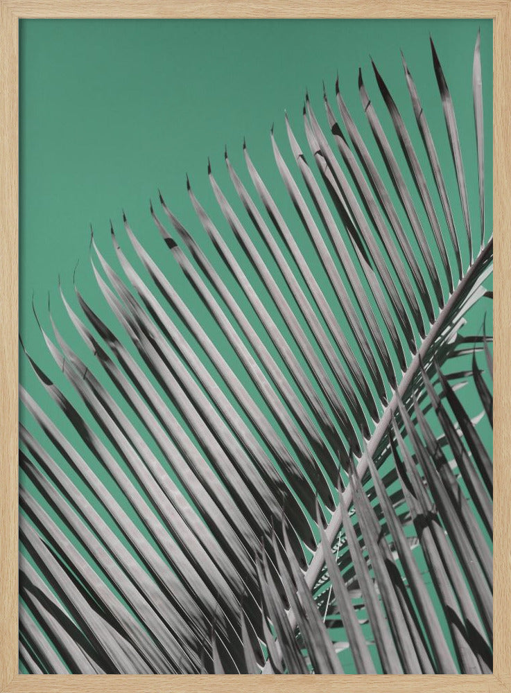 Palm Serenity | Poster