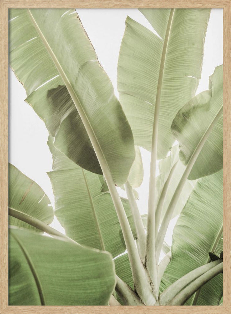Verdant Leafscape | Poster