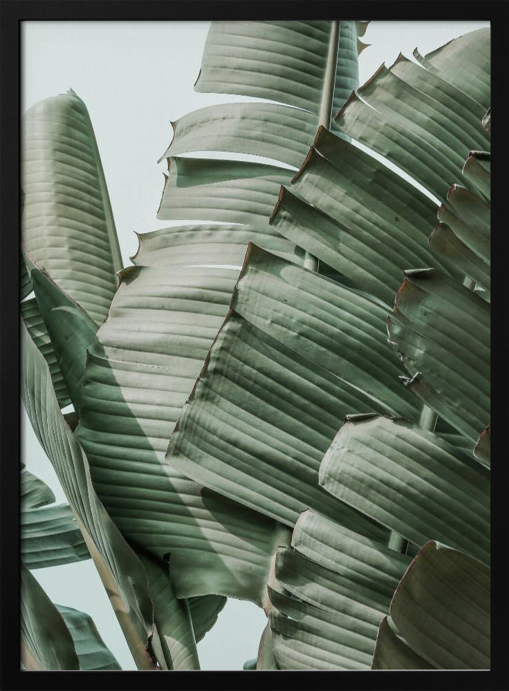 Banana Leaf Harmony | Poster
