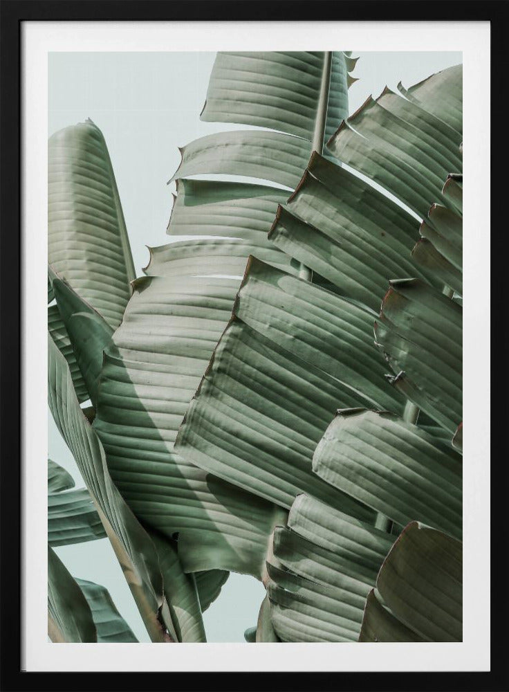 Banana Leaf Harmony | Poster
