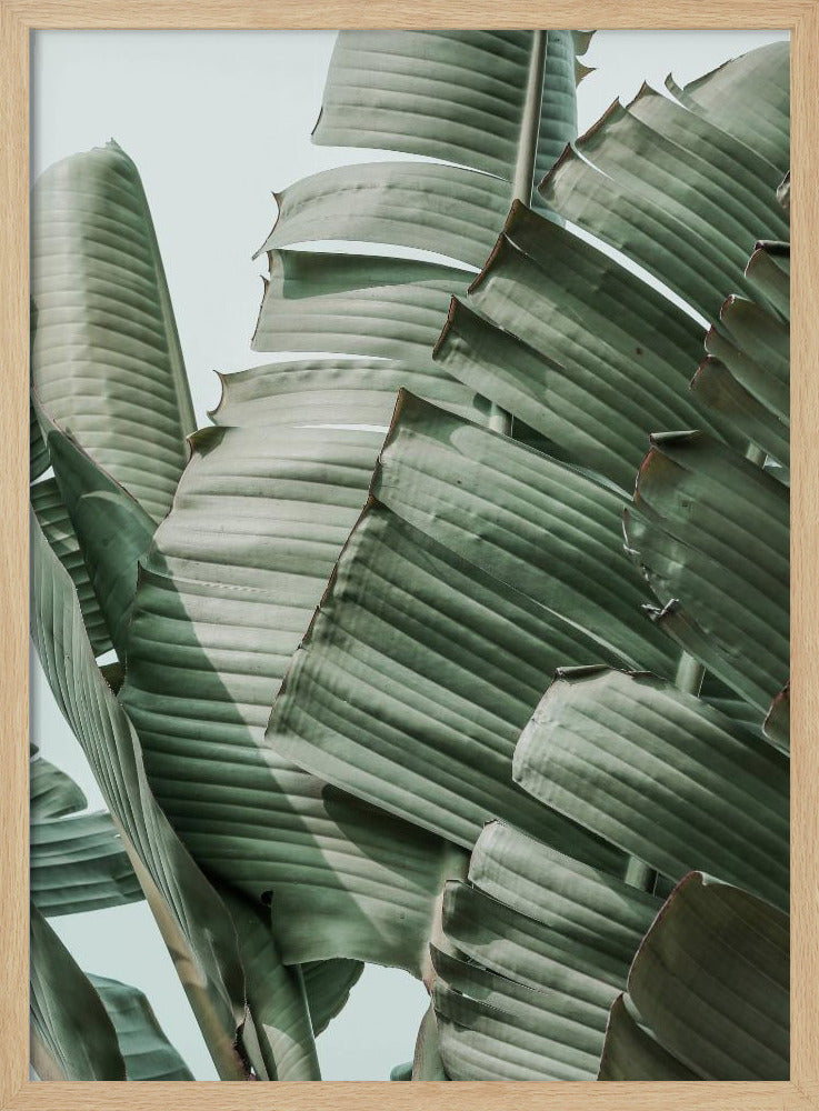 Banana Leaf Harmony | Poster