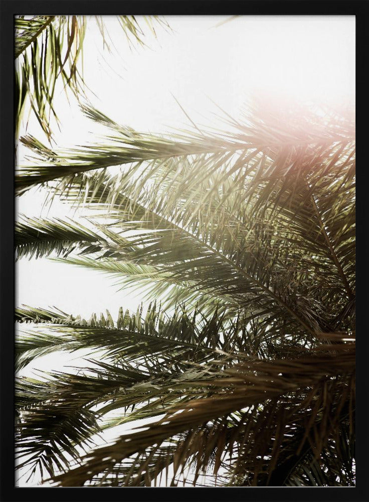 Sunlit Palm Dream | Poster