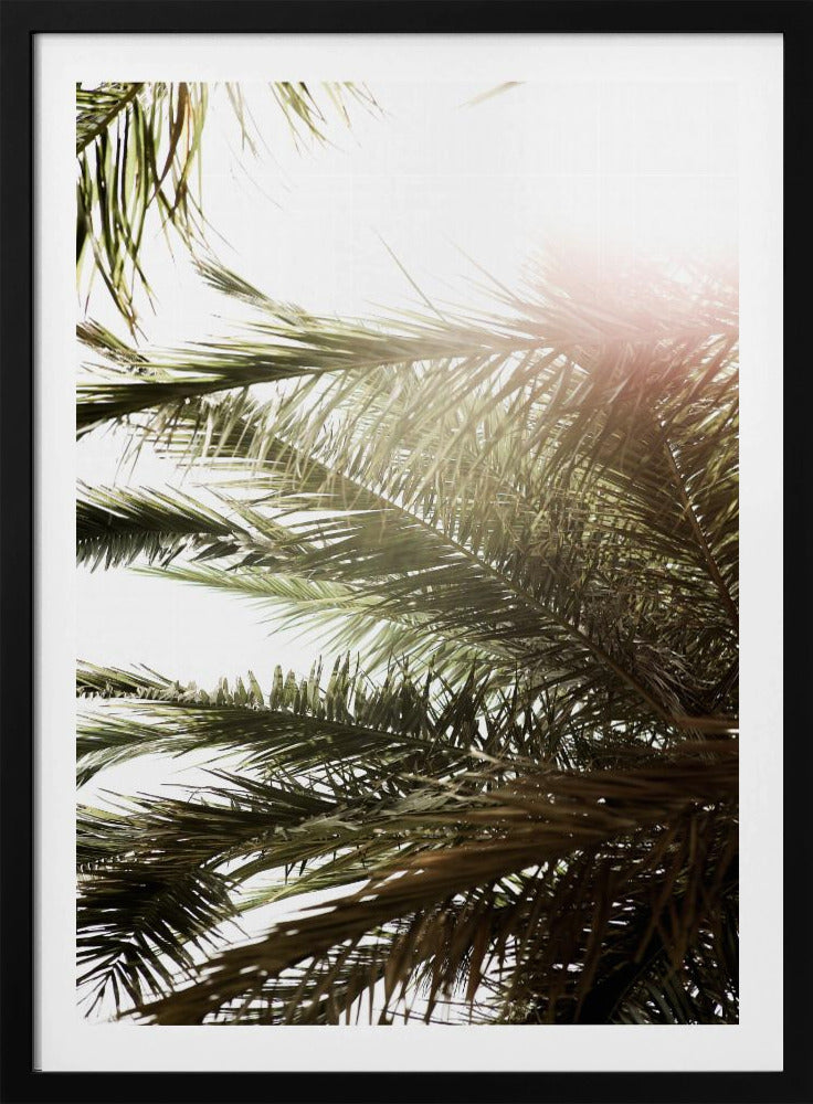 Sunlit Palm Dream | Poster
