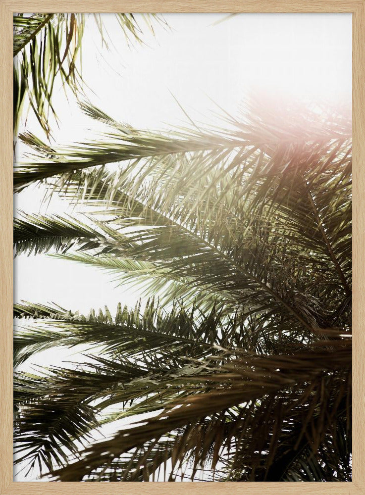 Sunlit Palm Dream | Poster