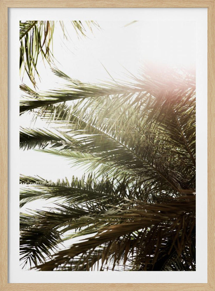 Sunlit Palm Dream | Poster
