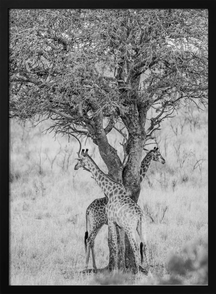 Under African Skies | Poster