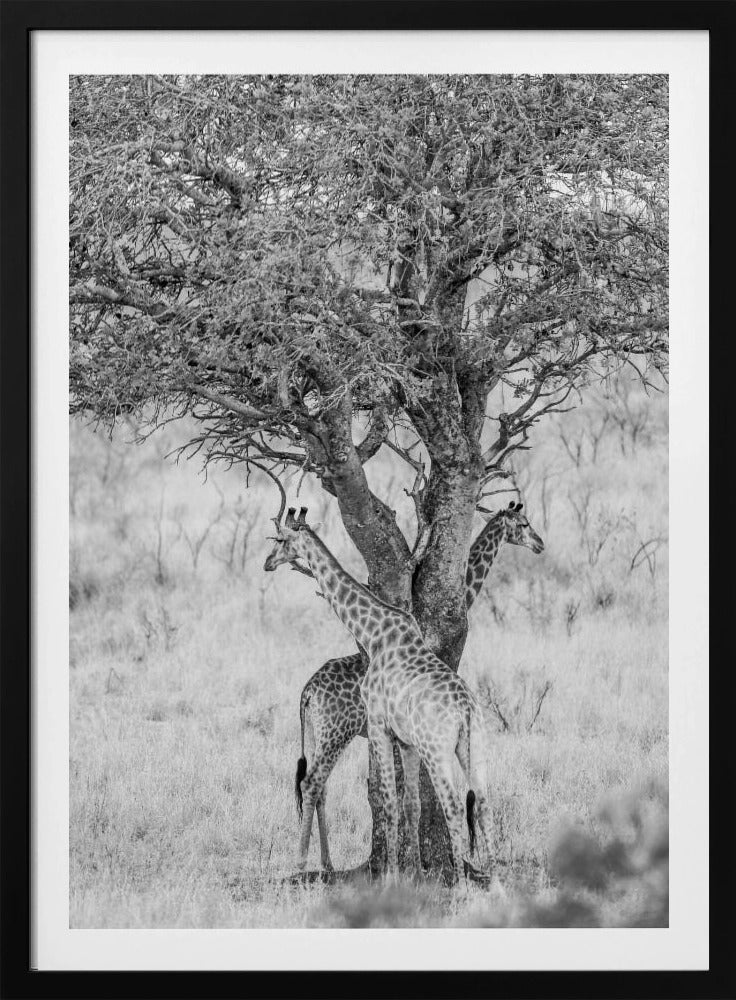 Under African Skies | Poster