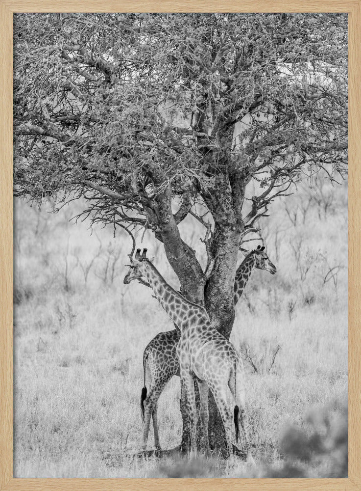 Under African Skies | Poster