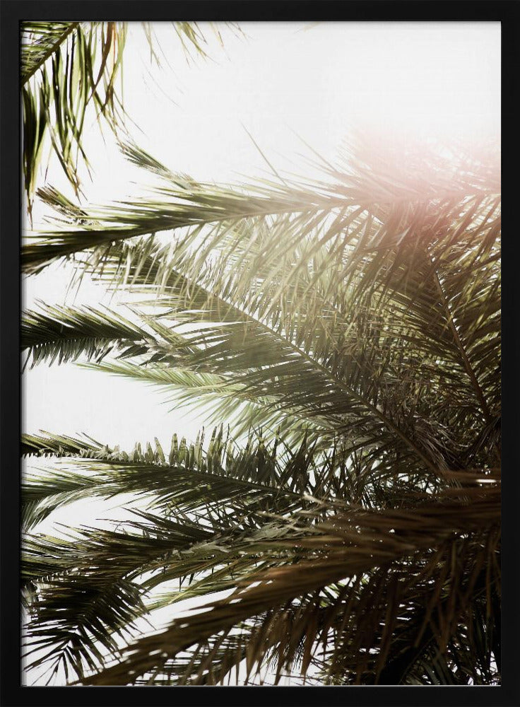 Sunlit Palm Glow | Poster