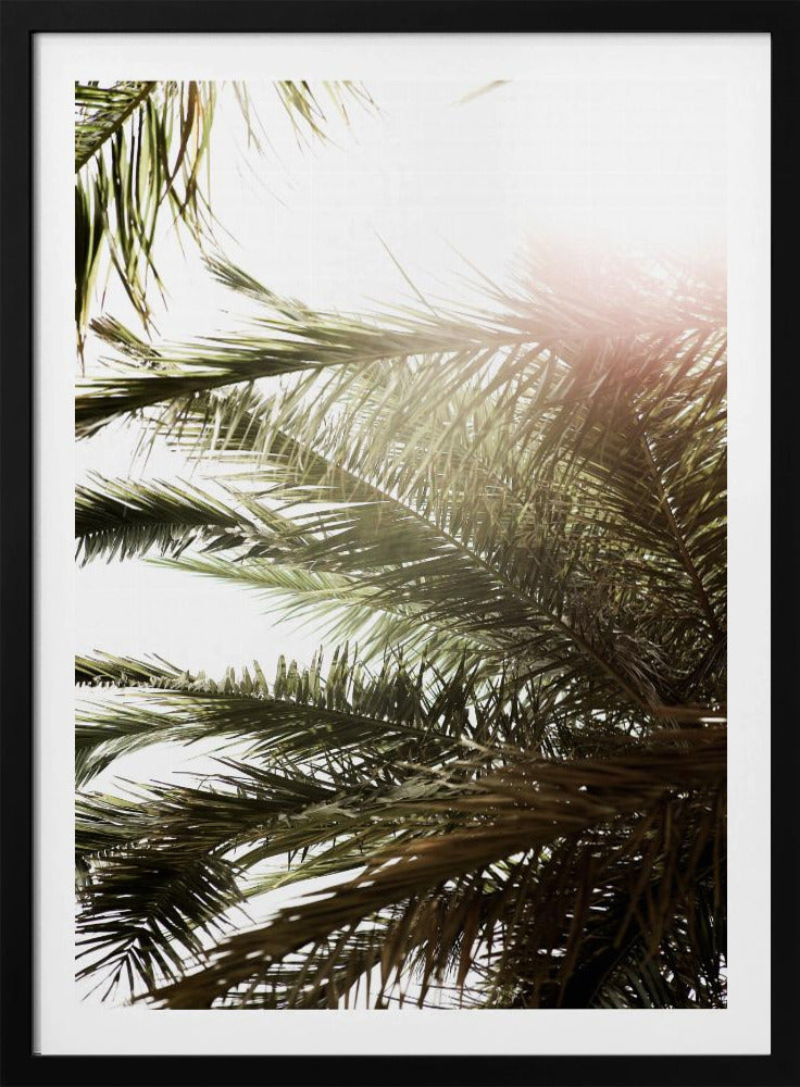 Sunlit Palm Glow | Poster