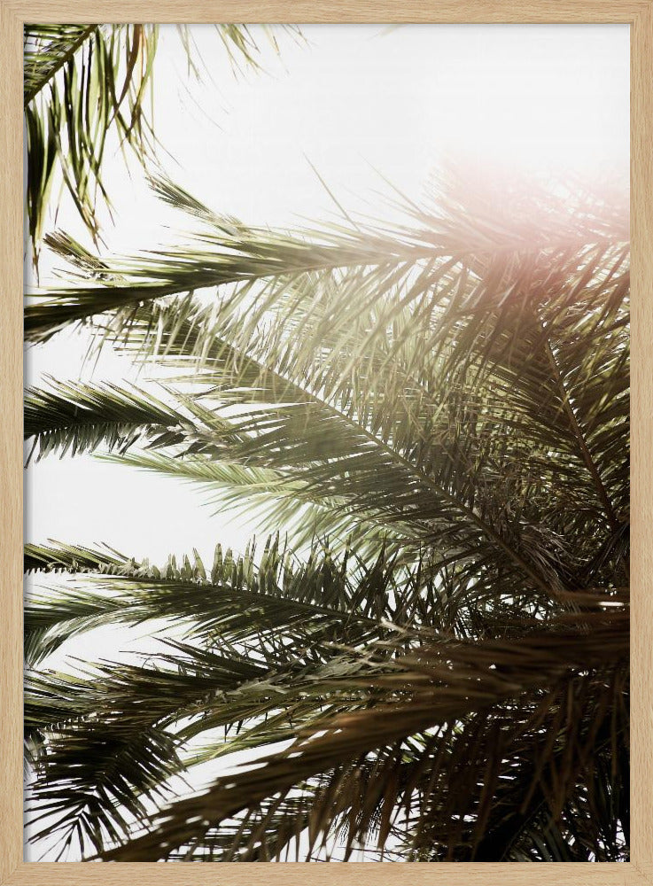 Sunlit Palm Glow | Poster