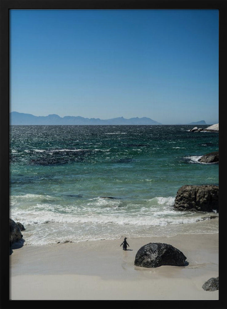 Penguin&#039;s Beach Walk | Poster