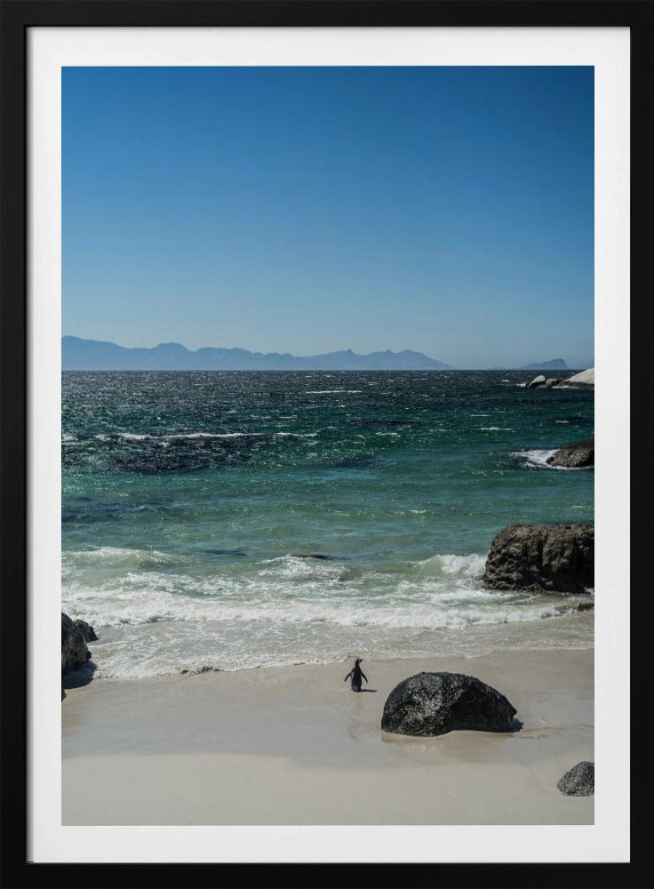 Penguin&#039;s Beach Walk | Poster