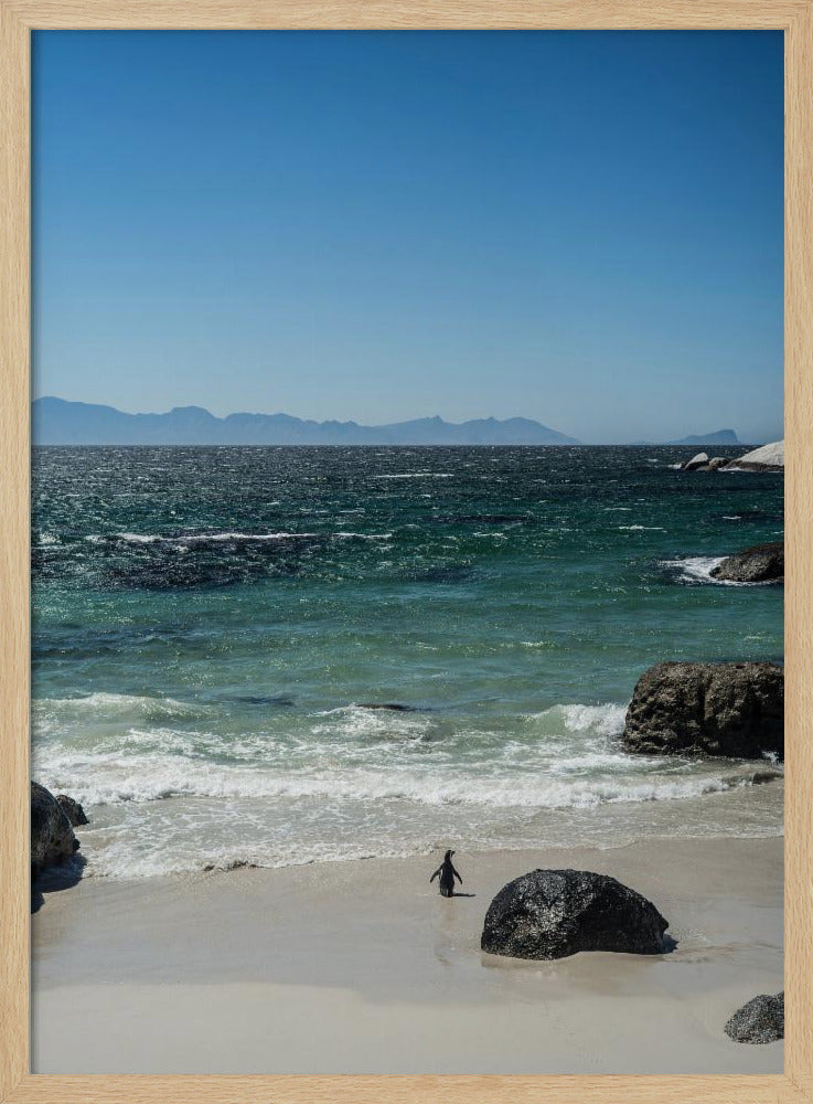 Penguin&#039;s Beach Walk | Poster