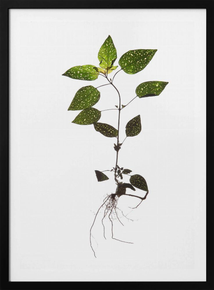 Delicate Decay | Poster