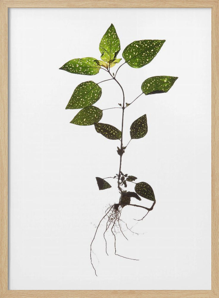 Delicate Decay | Poster