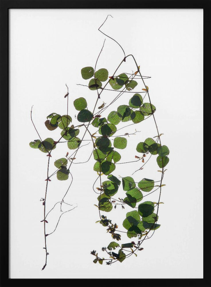 Vine’s Dance | Poster