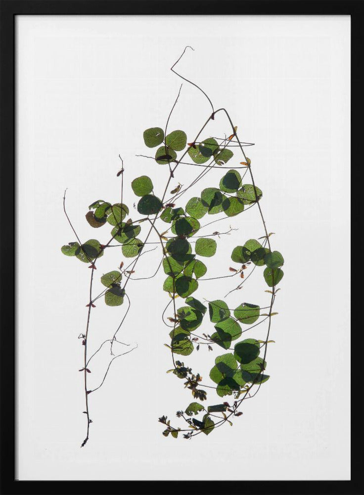 Vine’s Dance | Poster