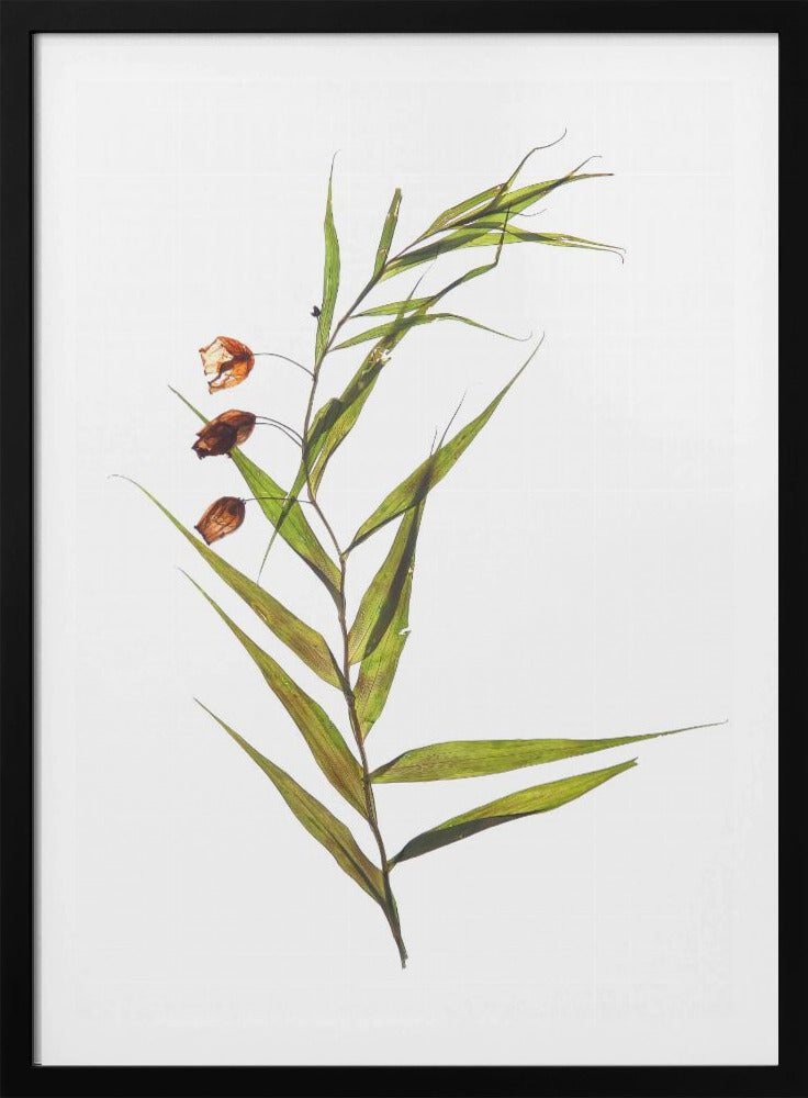 Whispering Leaves | Poster