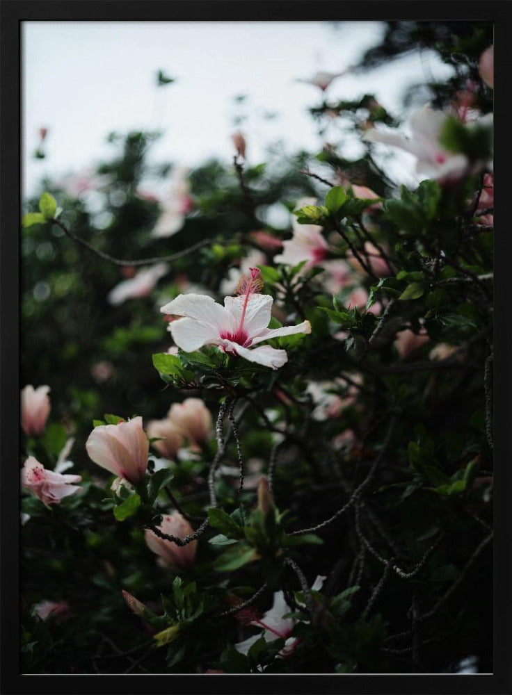 Blossoms in Bloom | Poster