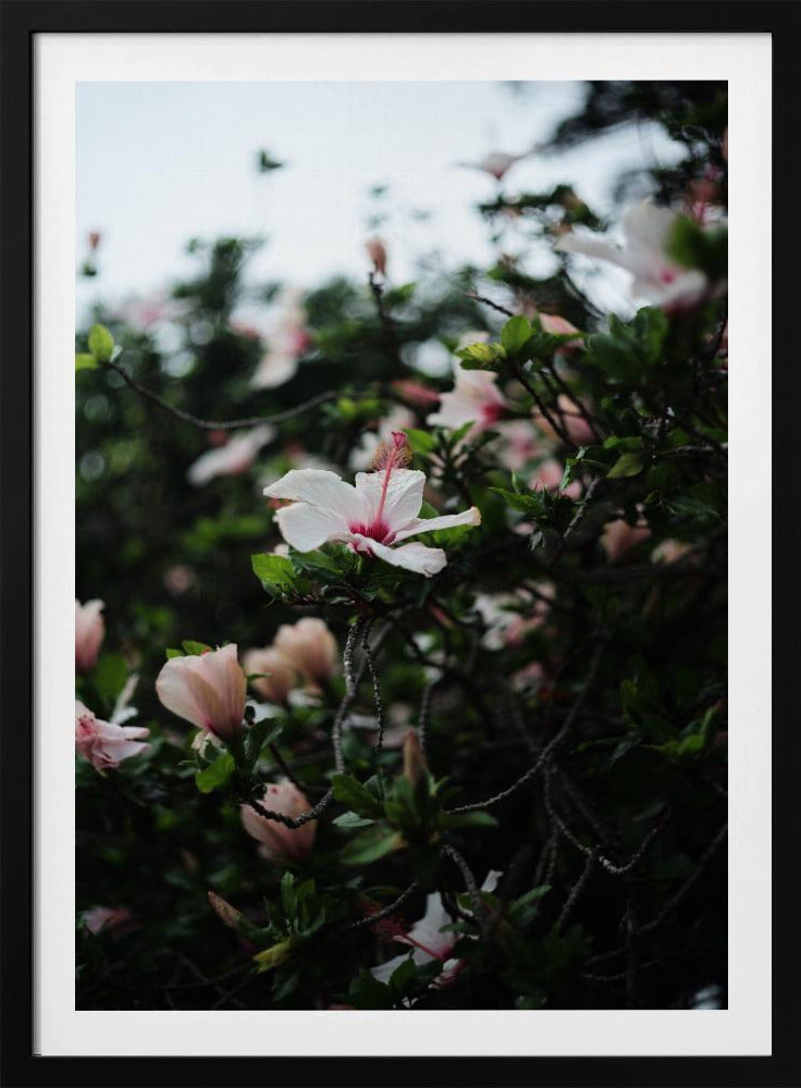 Blossoms in Bloom | Poster