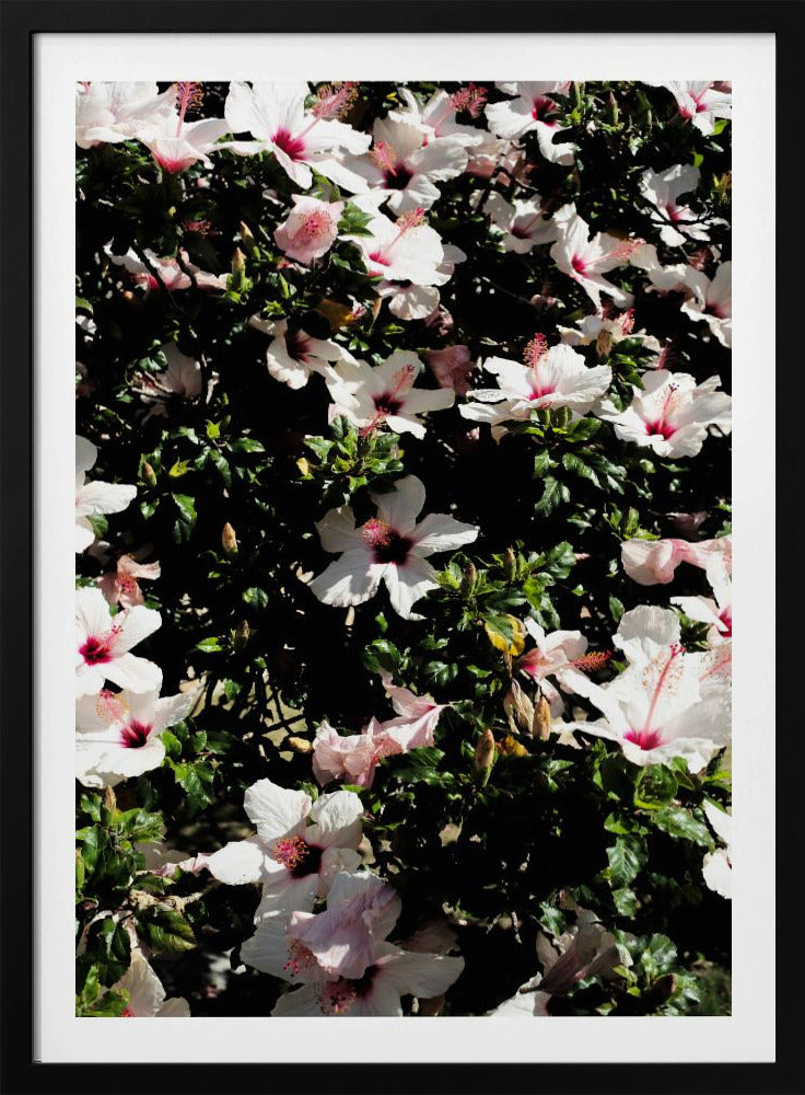 Blossom Symphony | Poster