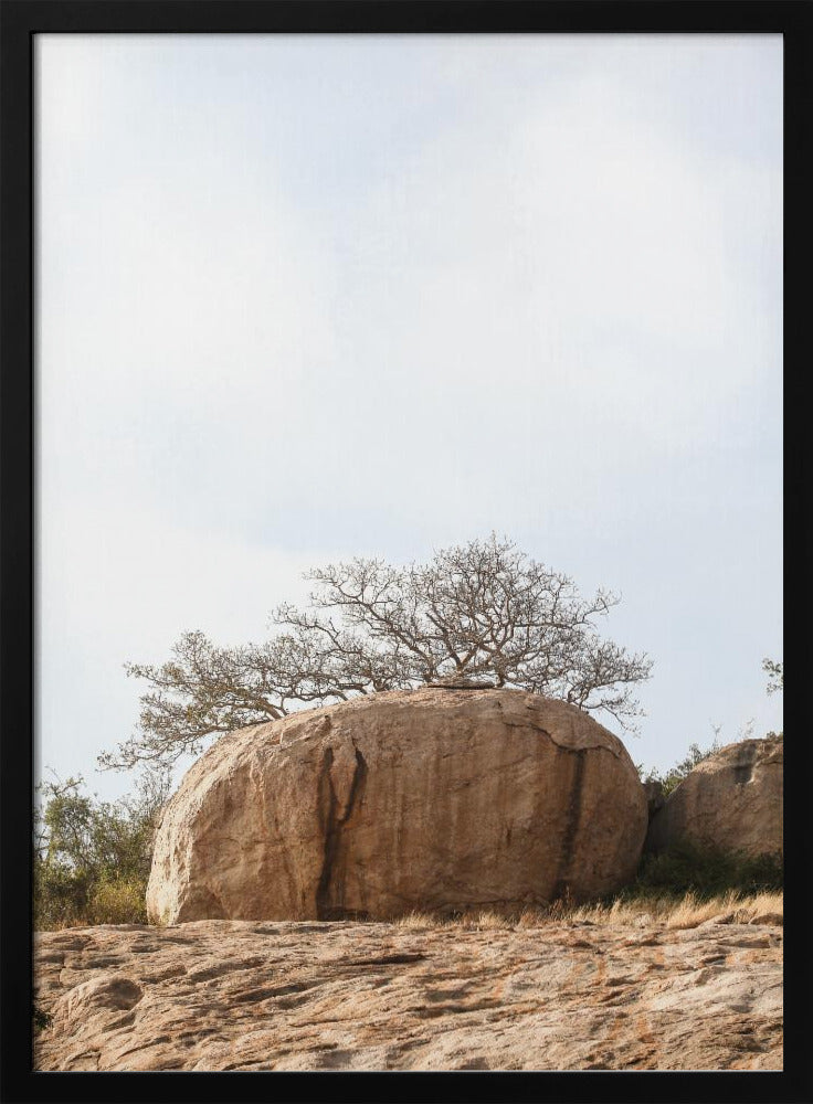Tree on a Boulder | Poster