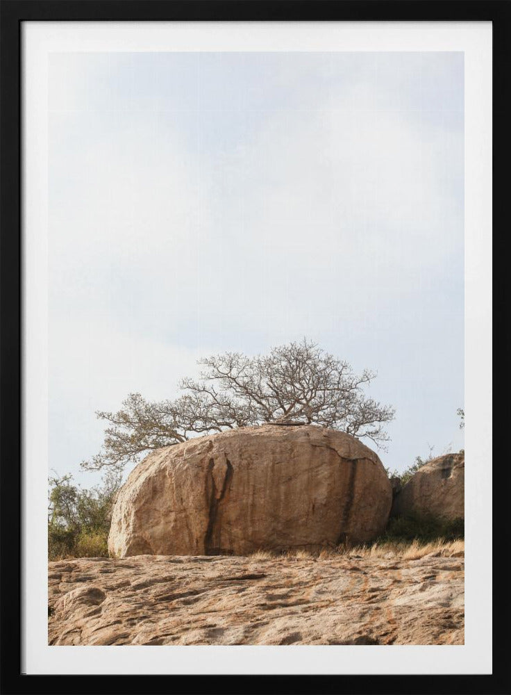 Tree on a Boulder | Poster