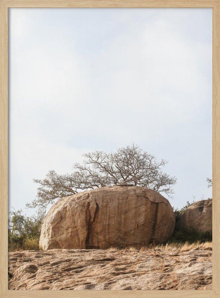 Tree on a Boulder | Poster