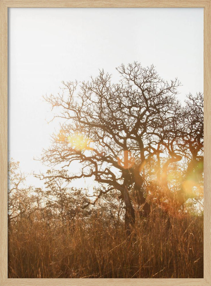 Sunlit Silhouette | Poster