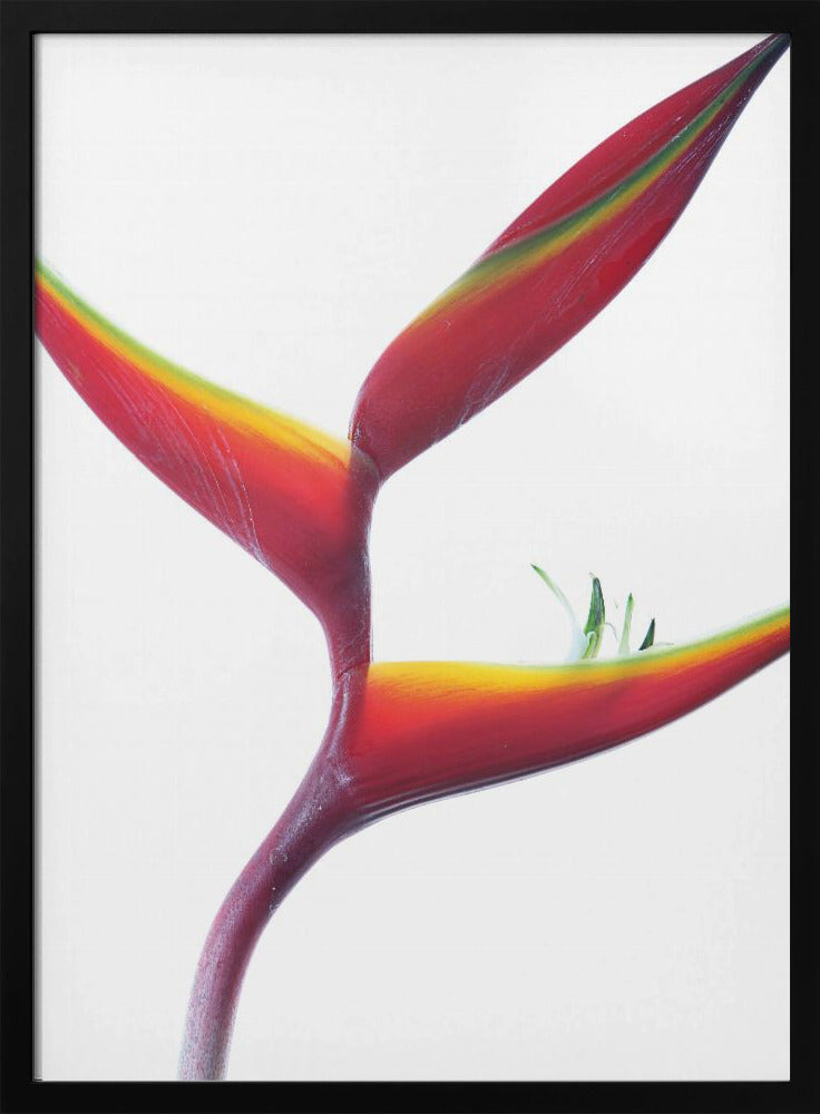 Tropical Elegance | Poster