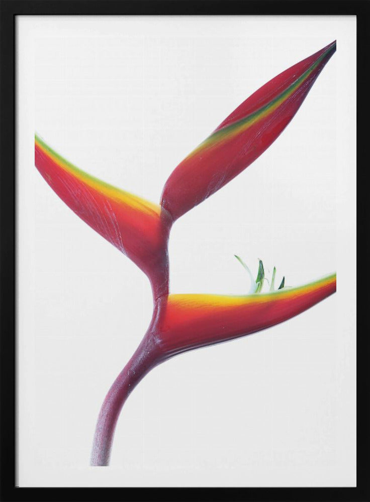 Tropical Elegance | Poster
