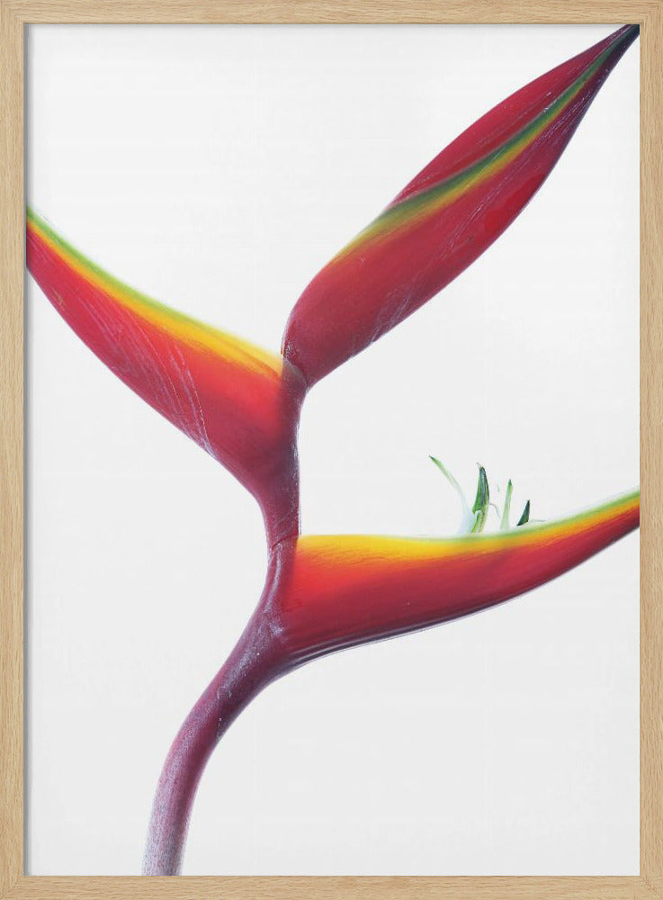 Tropical Elegance | Poster
