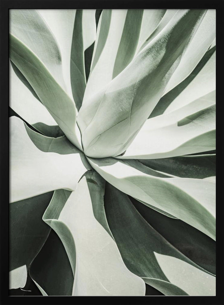 Succulent Harmony | Poster