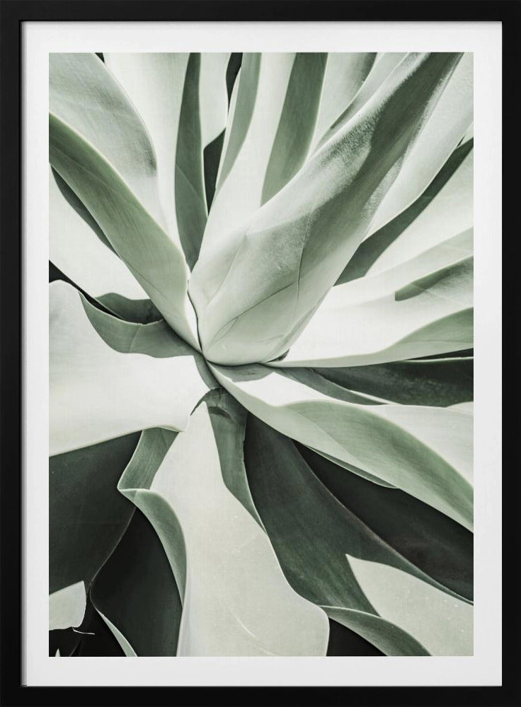 Succulent Harmony | Poster