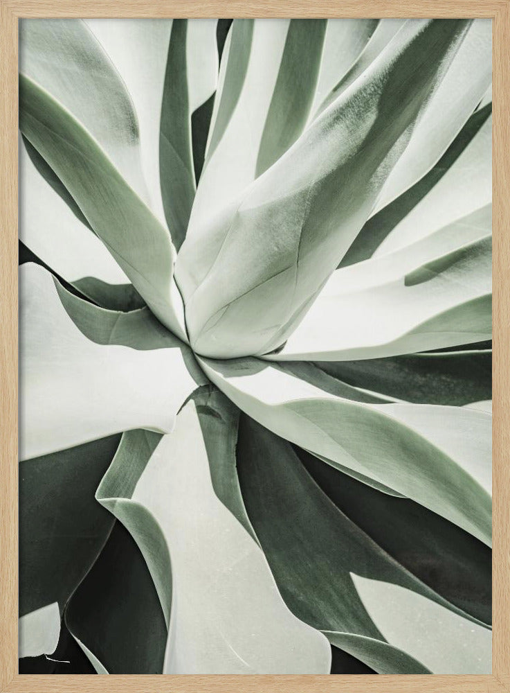 Succulent Harmony | Poster