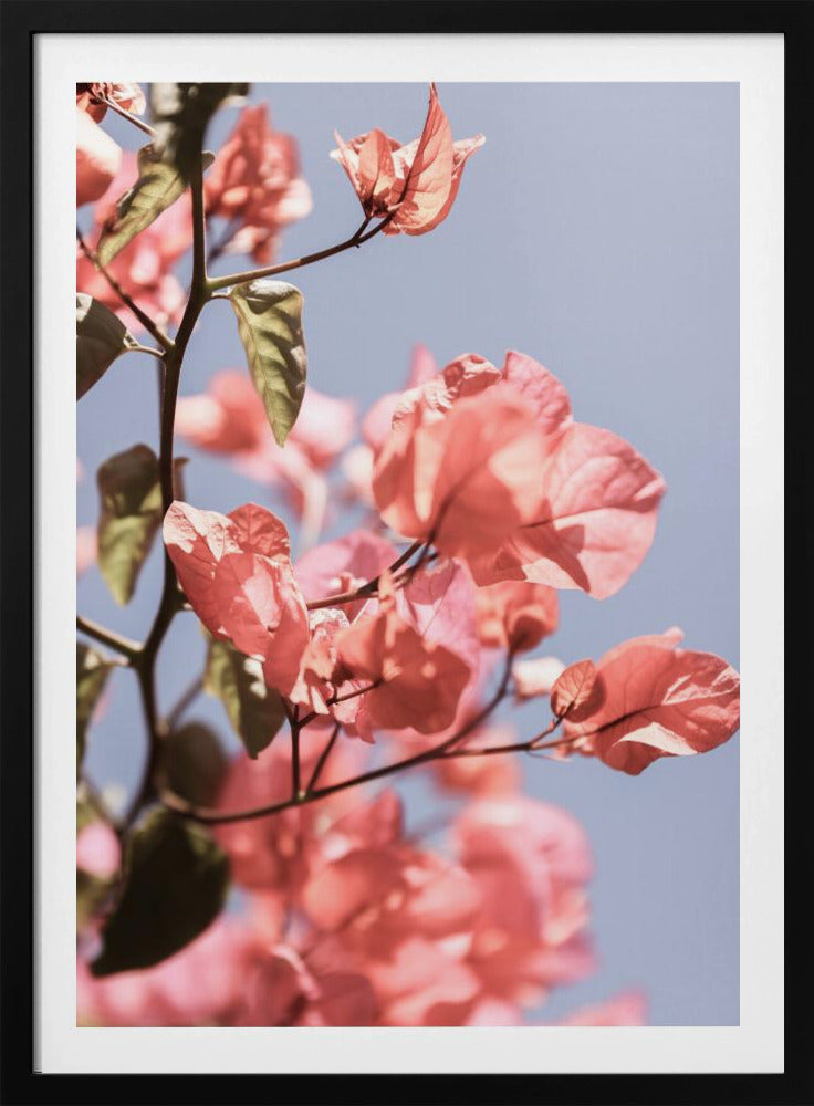 Blossoms in Breeze | Poster