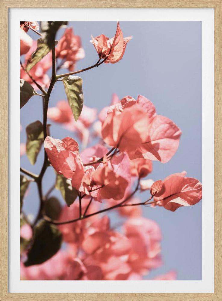 Blossoms in Breeze | Poster